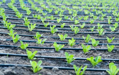 Enhance Your Landscaping with Plant Irrigation!