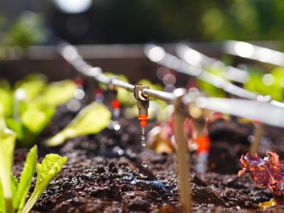 Provide Water Directly on the Plant Roots!