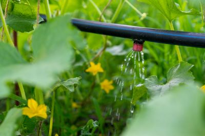 This Irrigation Method is Very Efficient!