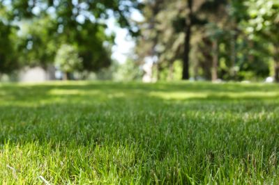 Customized Grass Varieties