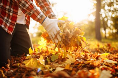 Leaf Cleanup Service