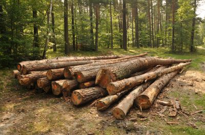 Prepare Your Property for Construction with Tree Clearing Service!
