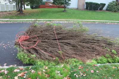 Clears Space for New Plantings