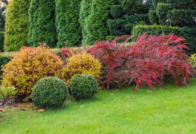 Plant and Maintain Shrubs!
