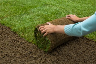 Create a Lush Lawn
