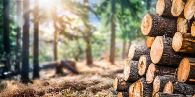 Remove Trees from Your Property!