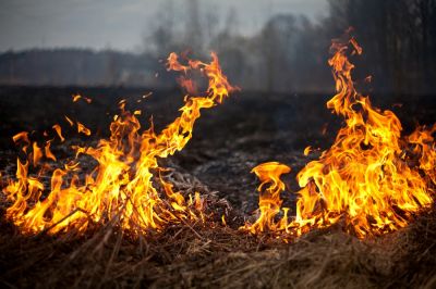 Prevent Fires or Pest Infestations