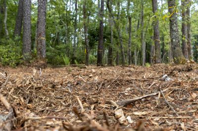 Underbrush Clearing