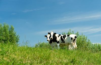 Increase the Grazing Land Available for Livestock