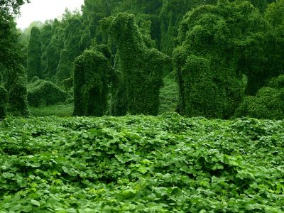Remove Invasive Plants