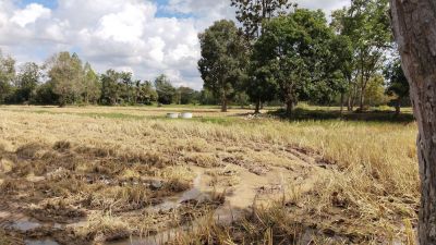 Vegetation Clearing