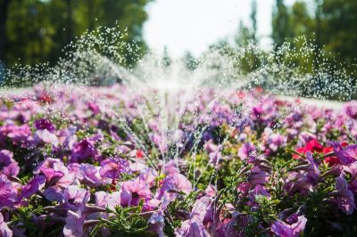 Improve The Health and Durability of Your Plants!