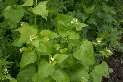 Garlic Mustard Plants are Invasive Plants!