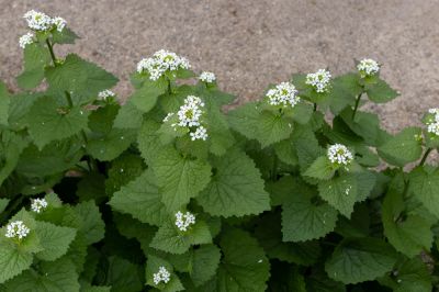 Garlic Mustard Removal
