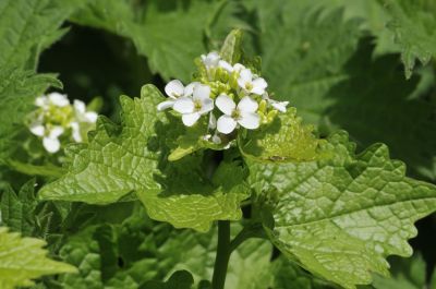 Prevent Ecological Damage by Removing Garlic Mustard Plants!
