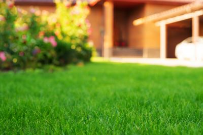 Lawn Seeding