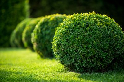 Shrub Planting