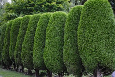 Shrub Trimming