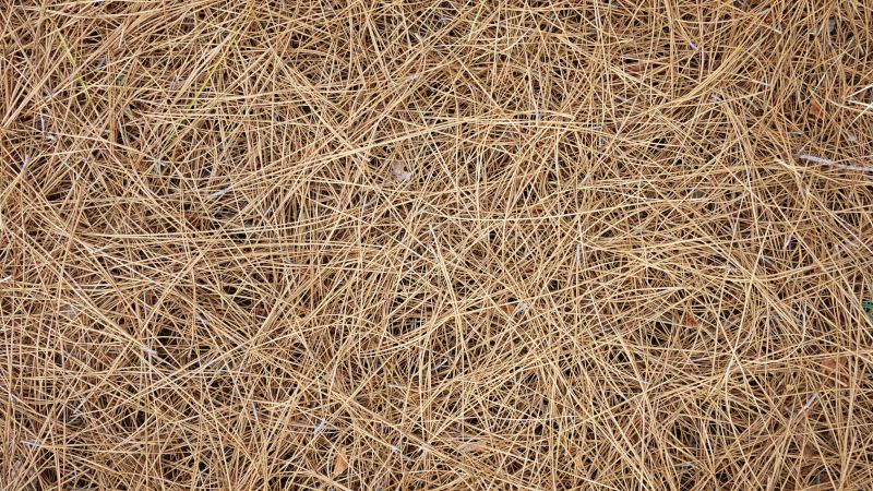 Get Professional Pine Straw Installation To Enhance Soil Health!