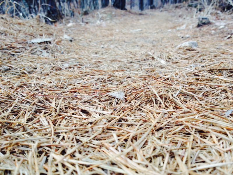 Pine Straw Installation