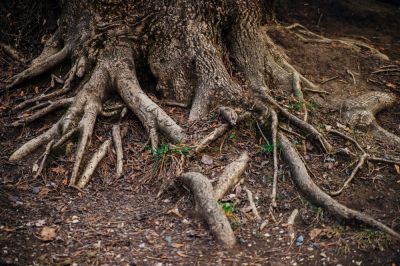 Analyze The Soil Quality To Keep Your Trees Growing Tall and Healthy!