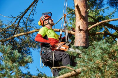 Arborist Services