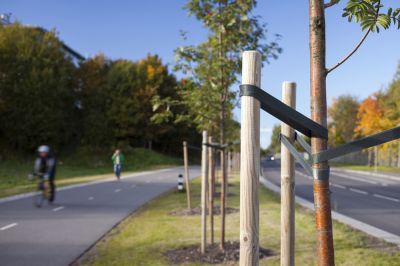 Get Your Tree Staked To Keep It Growing Straight!