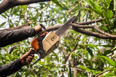 Get Your Tree Trimmed and Pruned To Encourage Healthy New Growth!