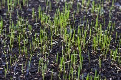 Lawn Seeding