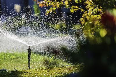 Promote Lush New Lawn and Plant Growth!