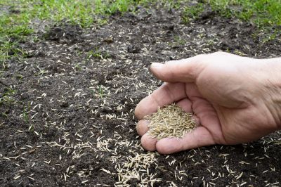 Landscape Seeding