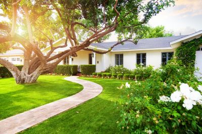 Plant and Maintain Trees!