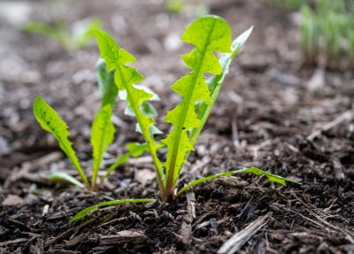 Landscaping Weed Control