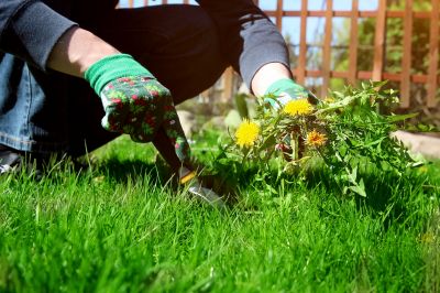 Preserve The Health of Your Landscape By Eliminating Weeds!