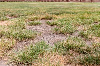 Repair Dead Grass or Patchy Areas of Grass!