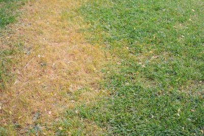 Improve the Appearance and Value of Your Property with Lawn Fungus Treatment!