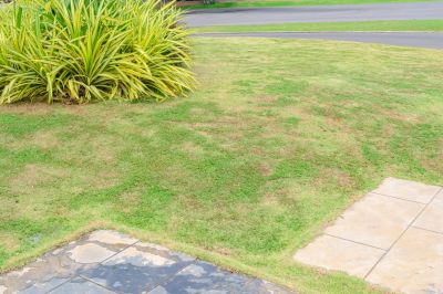 Lawn Fungus Can Spread Quickly Without Treatment!