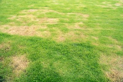 Lawn Fungus Treatment