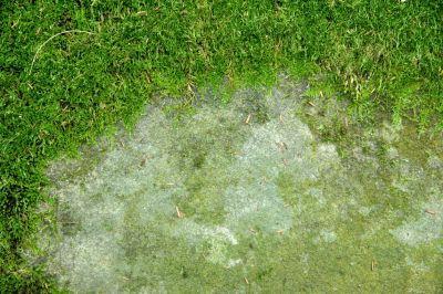Lawn Moss Control