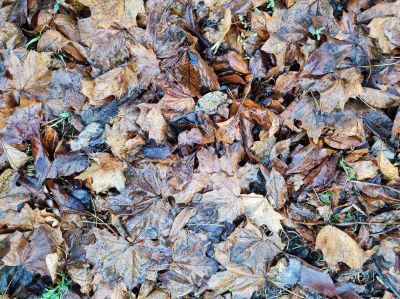 Prepare Your Lawn For The Winter Months With Professional Fall Lawn Cleanup Service!