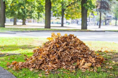 Leaf Pile Disposal