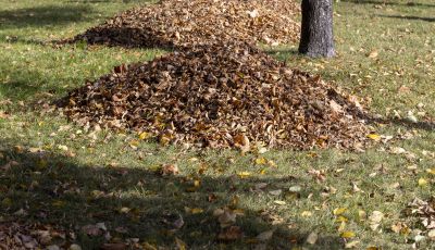 Prevent Damage To Your Lawn and Landscaping