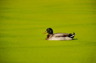 Improve the Appearance of Your Pond with Algae Cleaning!