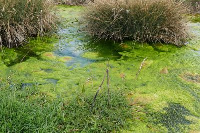 Maintain the Health of Your Pond with Algae Removal!