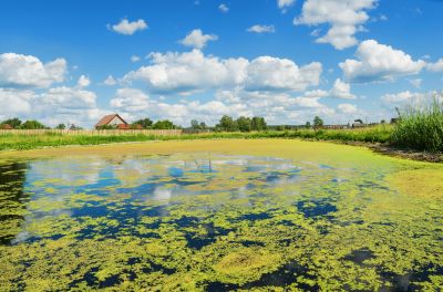 Pond Algae Removal