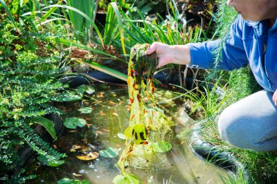Create a Beautiful and Healthy Environment with Algae Removal!