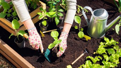 Install Nutrient Rich Soil!