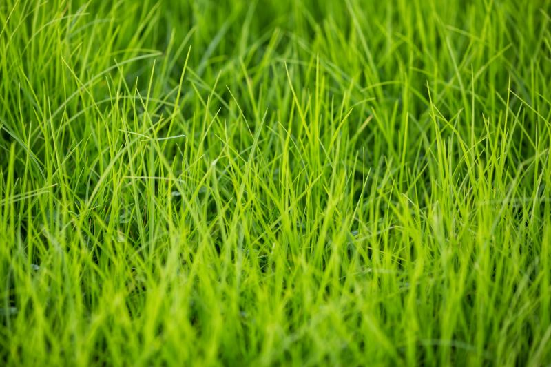 Prevent Potential Lawn Damage