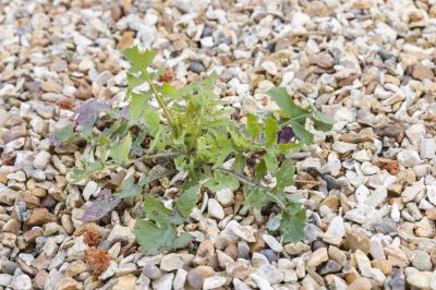 Rock Weed Control
