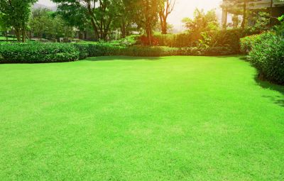 Sod Maintenance